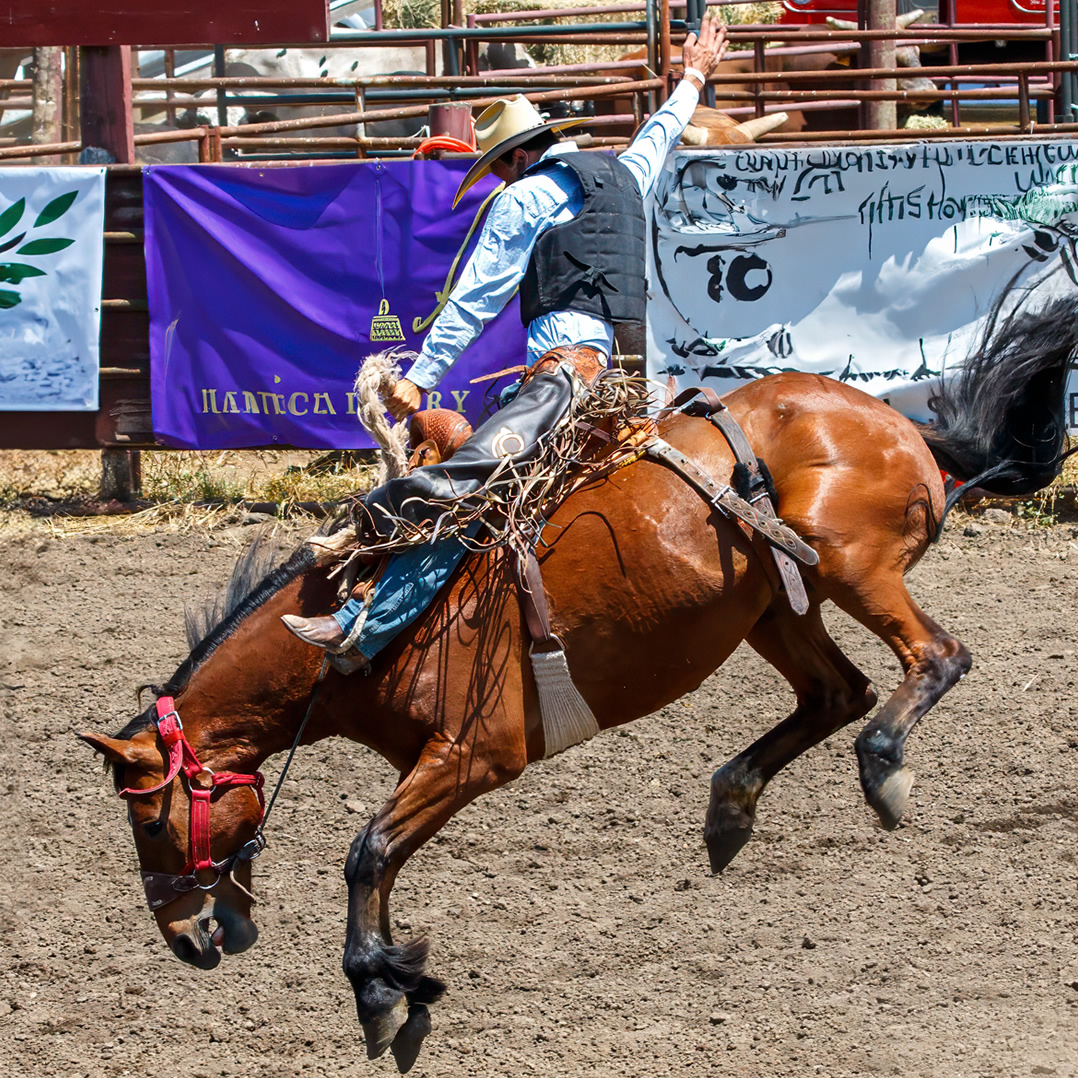 Rodeo action