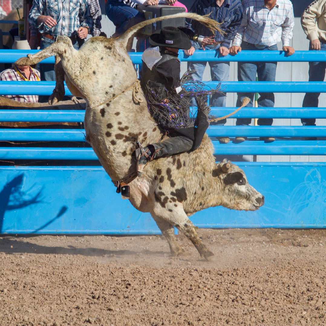 Rodeo action